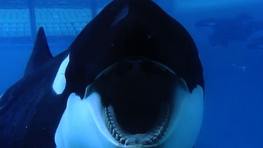 Tilikum in a scene from BLACKFISH, a Magnolia Pictures release. Photo courtesy of Magnolia Pictures. Photo credit Suzanne Allee.