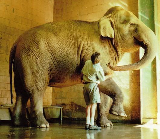 David-working-with-Elephant.jpg