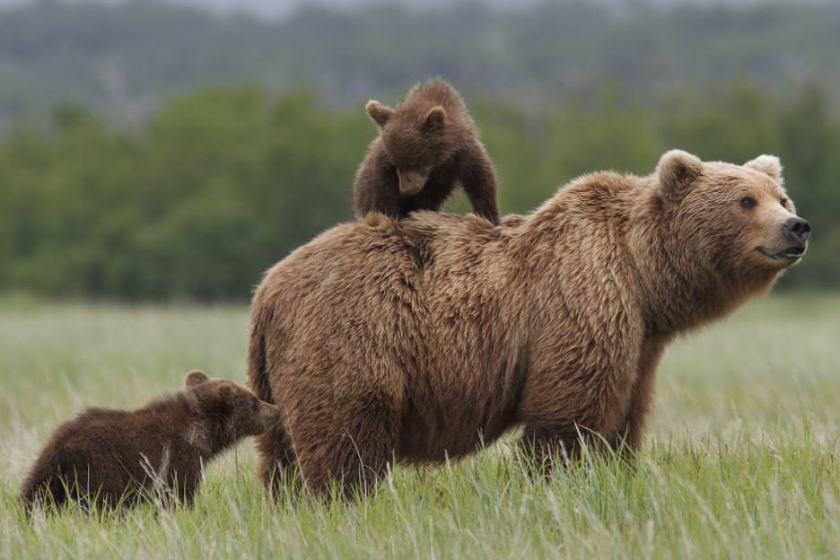 A close-knit family. Courtesy Disneynature.