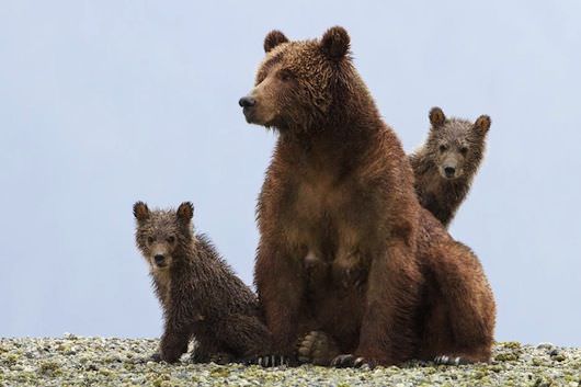 One Mama Bear, Two Cubs, and Three Filmmakers: Disneynature's