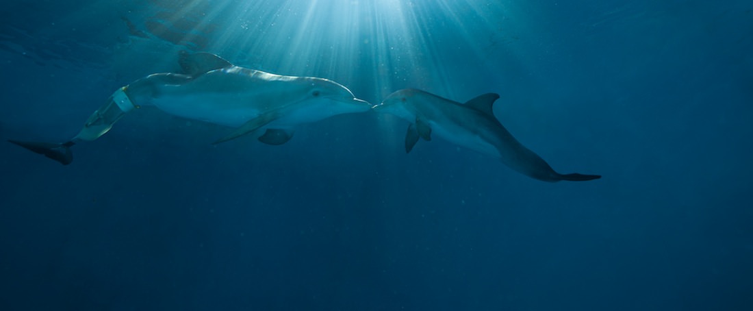 Hope Floats: The True Story Behind Dolphin Tale 2 - The Credits