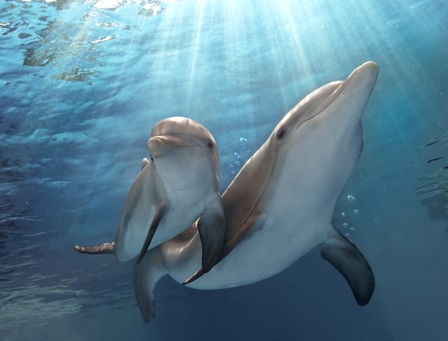 DOLPHIN TALE 2