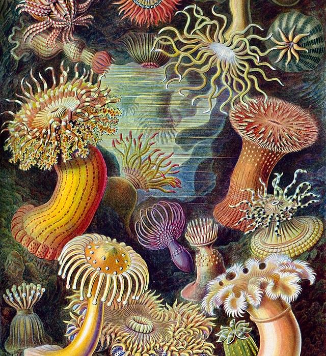 Illustrations by Ernst Haeckel that Turing was studying at the time. 