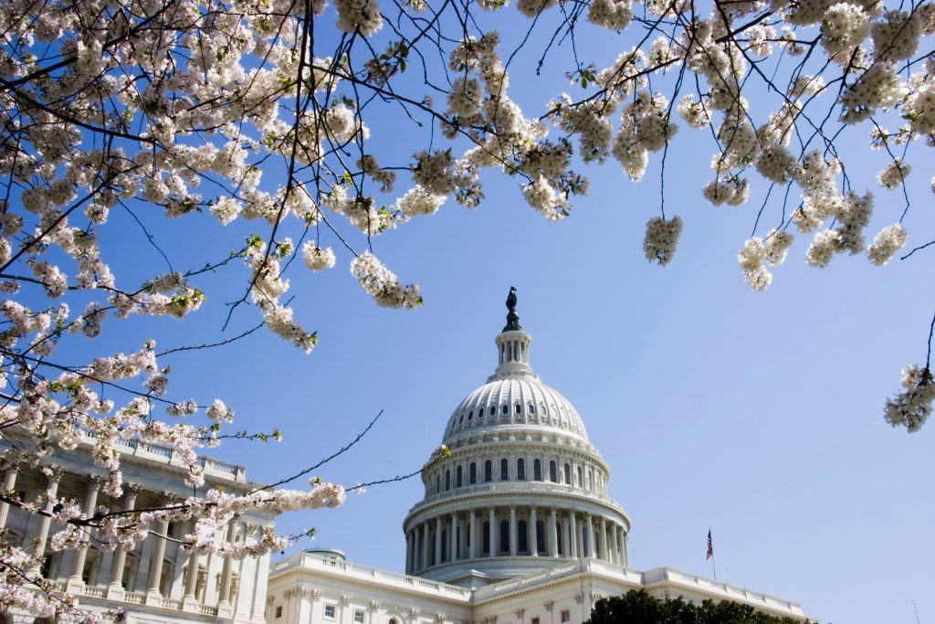 Capitol-Cherry-Blossom