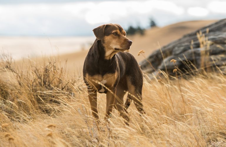 Bella (Shelby) in Columbia Pictures' A DOG'S WAY HOME. Photo: James Dittiger