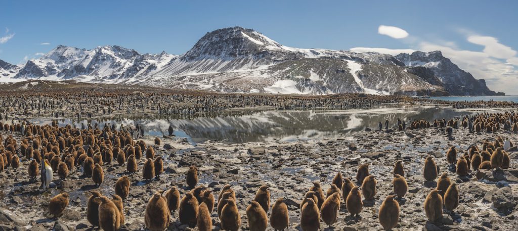 A huge colony of king penguins. This beach contains one of the largest penguin colonies in the world, and one of the densest aggregations of life on the planet. Courtesy Netflix.