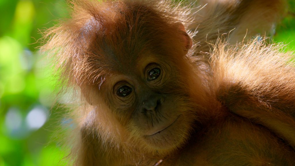 The production of palm oil continues to be a major driver of deforestation of some of the world’s most biodiverse forests, destroying the habitats of critically endangered species like the orangutan. Image taken from David Attenborough: A Life on Our Planet. The film will be in cinemas on 16 April, before being released globally on Netflix in spring 2020. Credit: Netflix / David Attenborough: A Life On Our Planet
