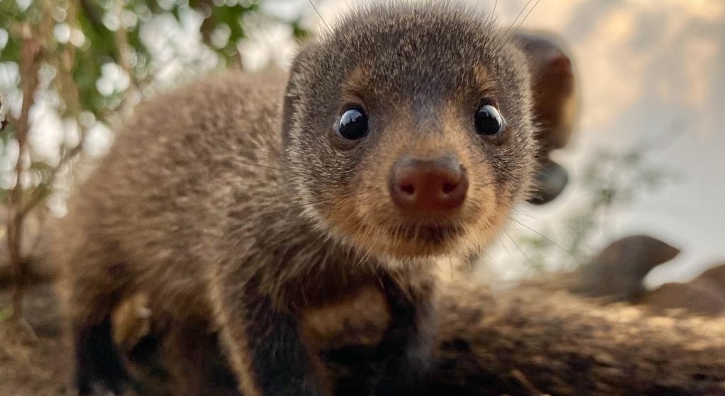 A mongoose in Queen Elizabeth Park. (National Geographic for Disney+/Chris Watts)