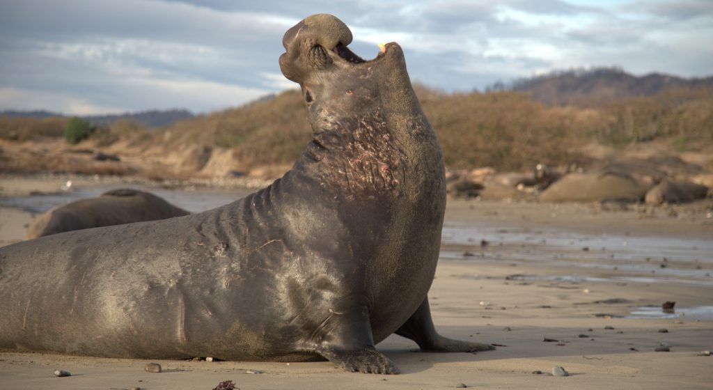 Bull elephant seal vocalizing on the beach. (National Geographic for Disney+/Joel Wilson)