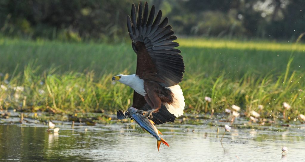 An African fish eagle catches a fish. (National Geographic for Disney+/Joe Hope)