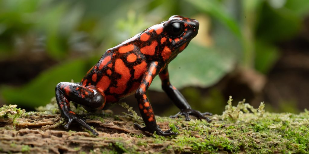 Little devil poison dart frog on a mossy log. (National Geographic for Disney+/Chris Watts)