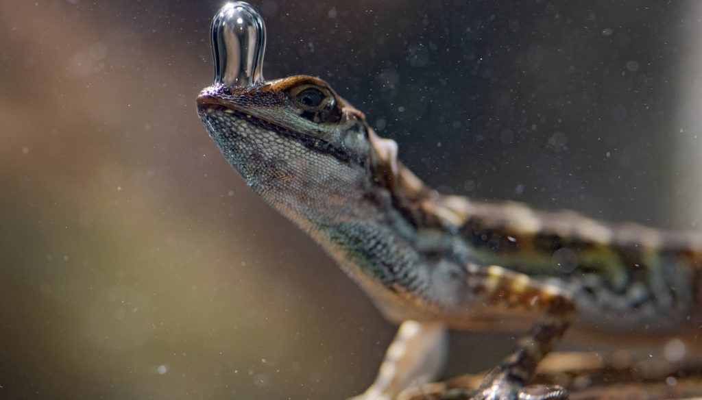 An Anole lizard breathing underwater using its air bubble in Costa Rica. (National Geographic for Disney+/Robin Cox)